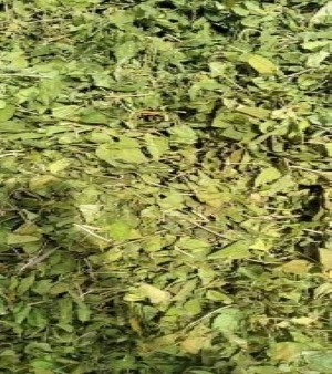 Gudmar Leaves Gymnema Sylvestre Leaves