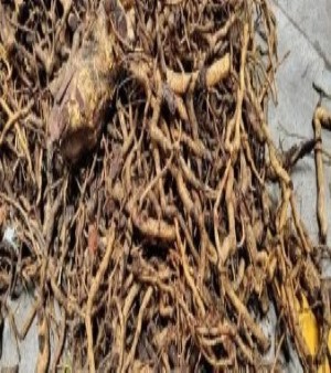 Salacia Oblonga Roots
