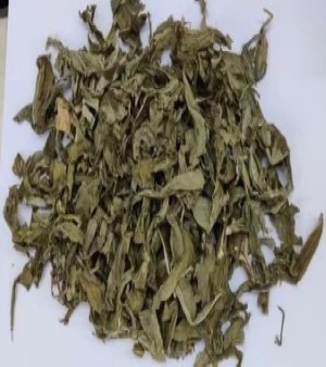 Insulin Leaf Powder