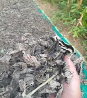 Van Tulsi Leaves