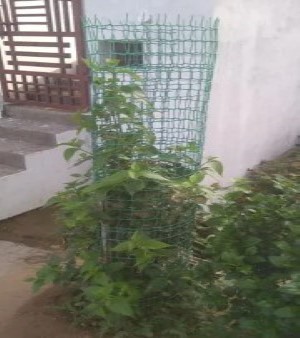 Plastic Tree Guard