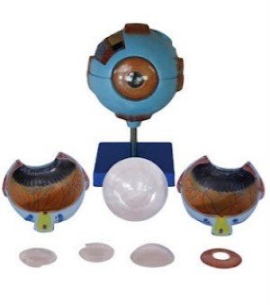 Giant Eye Model(XC-316)