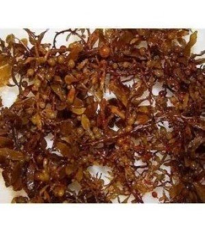 Sargassum Seaweed