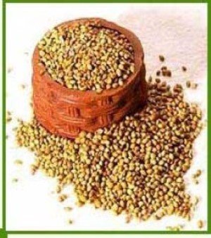 Coriander Seeds, Color : Green, Form : seeds