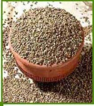 Green Millet Grains (Bajara)