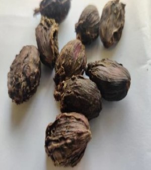 Large Cardamom