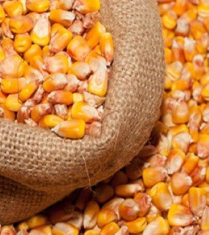 Maize Cattle Feed