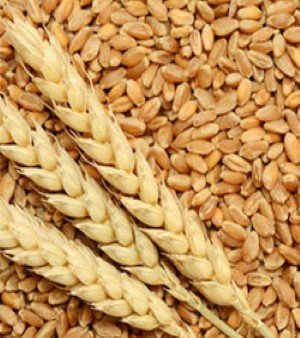 Sarbati Wheat