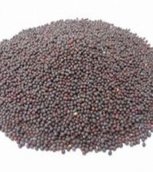 Organic Black Mustard Seed