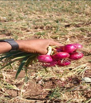 Red Onion