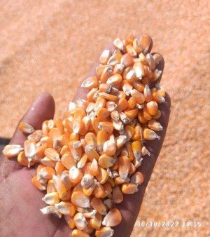Yellow Maize