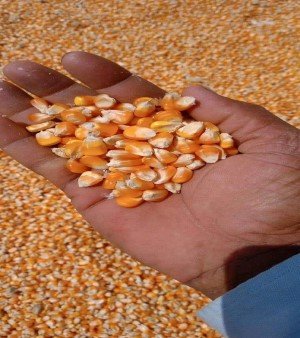 Yellow Maize