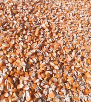 Yellow Maize
