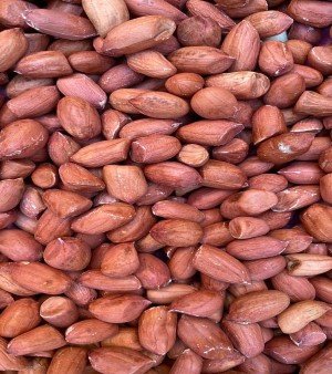 Groundnut Seed
