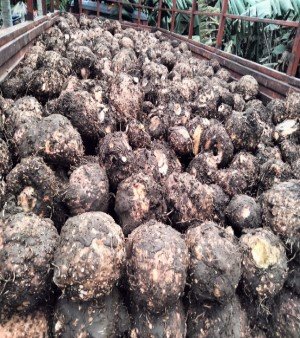 Elephant yam
