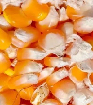 Yellow maize