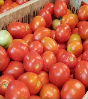 Fresh Tomato