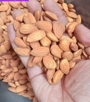 Almond Seed