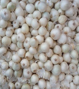 White Onion