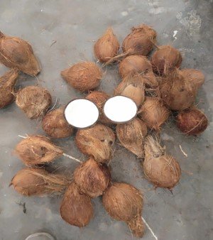 Coconut