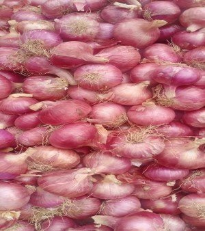 Red Onion