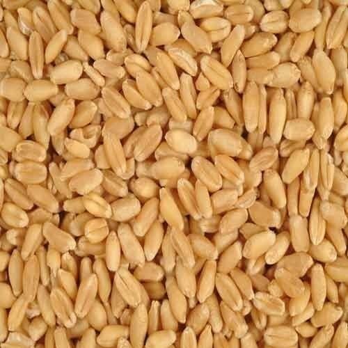 Natural Wheat Seeds