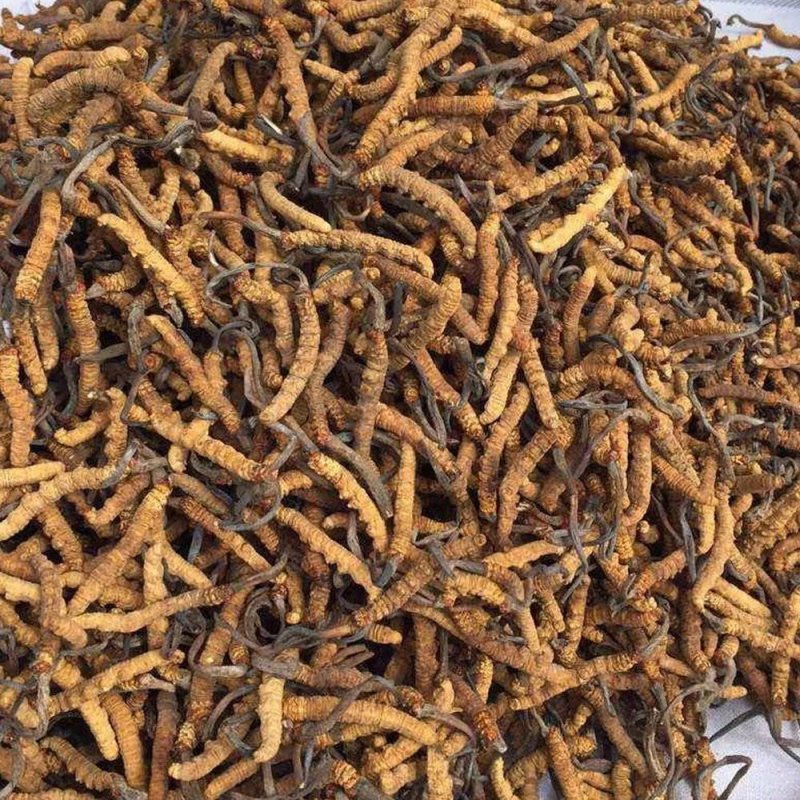 Cordyceps Sinensis