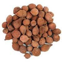 Terminalia Bellerica