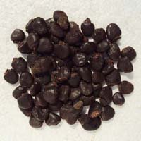 Semecarpus Anacardium
