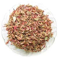 Woodfordia Fruticosa