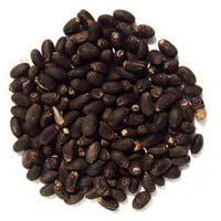 Jatropha