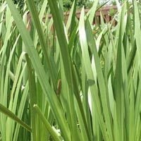 Vekhand Herb