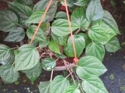 Piper Betle Herb
