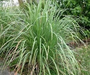 Lemon Grass