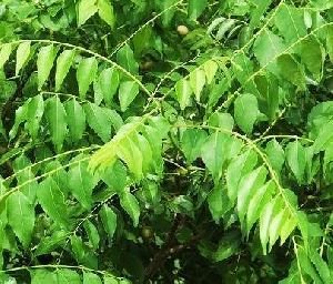 Kadi Patta Herb