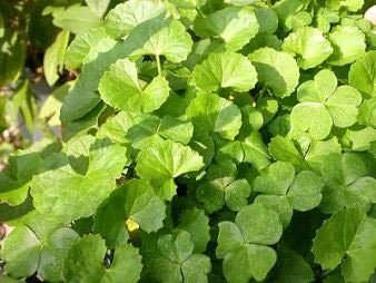 Brahmi Herb