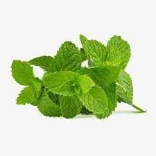 Fresh Mint Leaves