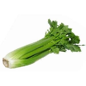 Fresh Celery Leaves