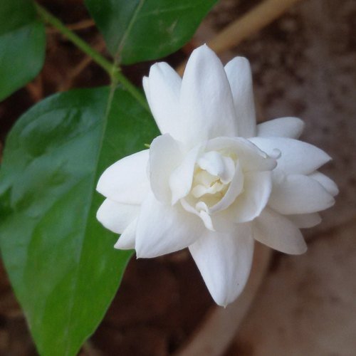 Fresh Mogra Flower