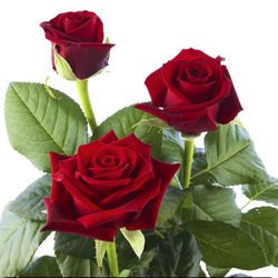Fresh Dutch Rose Flower