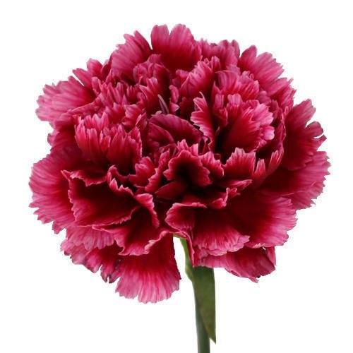Fresh Carnation Flower