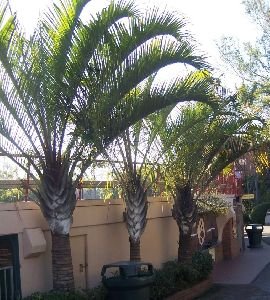 Triangle Palm Tree