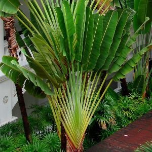 Traveller Palm Tree
