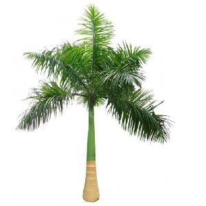 Royal Palm Tree