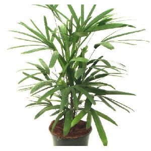 Raphis Palm Tree