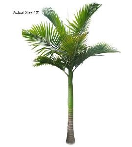 King Palm Tree