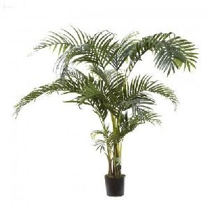 Kentia Palm Tree