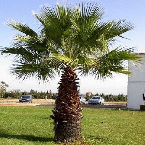 Fan Palm Tree