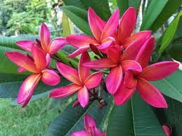 Plumeria Rubra Plants