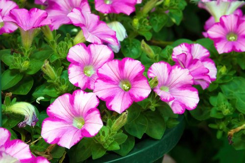 Petunia Flower Plants